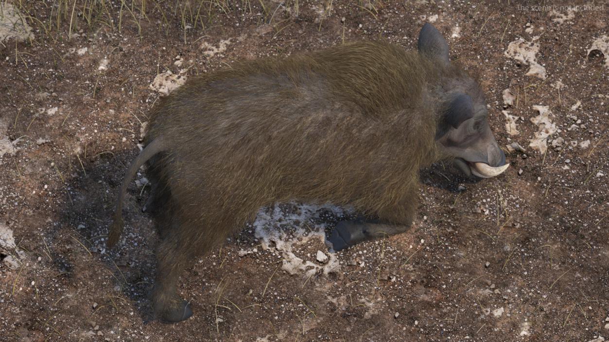 Phacochoerus Africanus Sundevallii Kneeling Pose Fur 3D