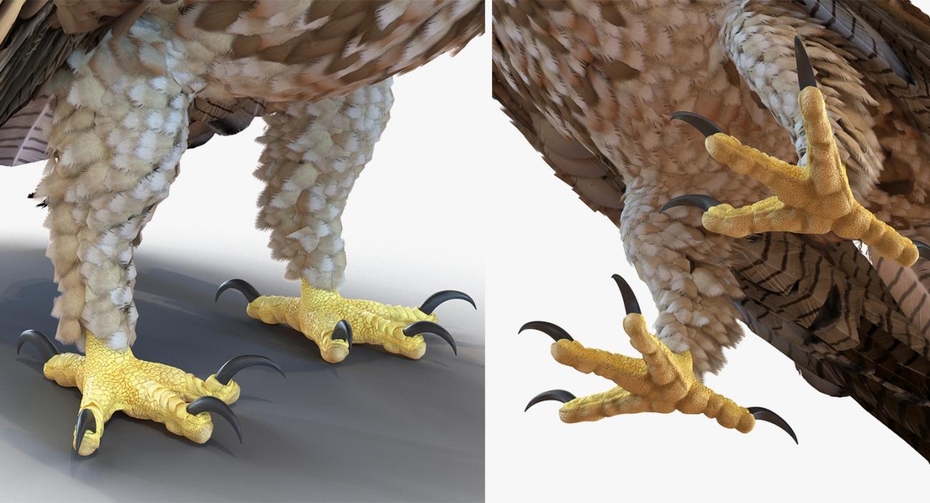 3D model Rigged Birds Collection 3