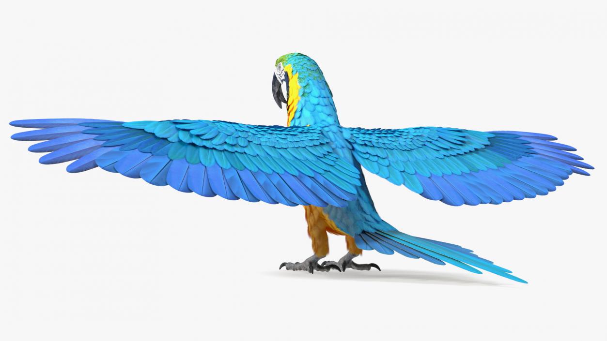 3D model Rigged Birds Collection 3