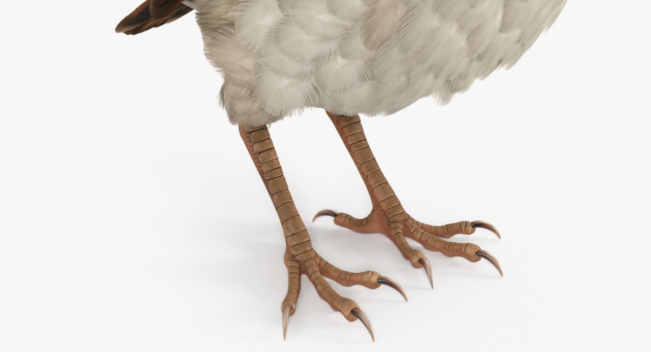 3D model Rigged Birds Collection 3