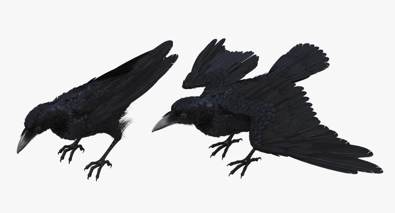 3D model Rigged Birds Collection 3