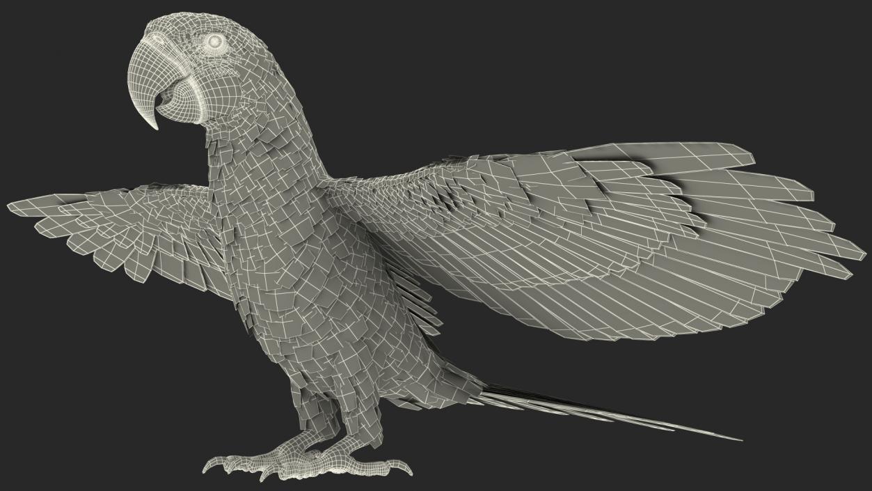 3D model Rigged Birds Collection 3