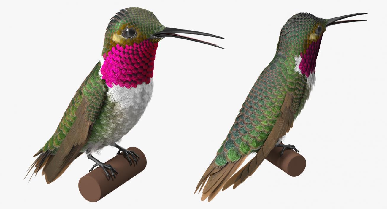 3D model Rigged Birds Collection 3