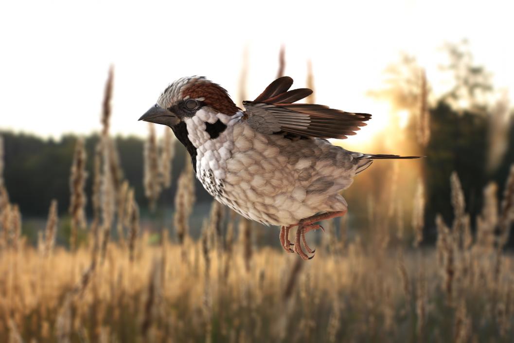 3D model Rigged Birds Collection 3