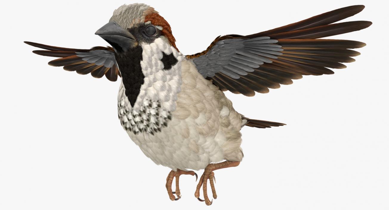 3D model Rigged Birds Collection 3