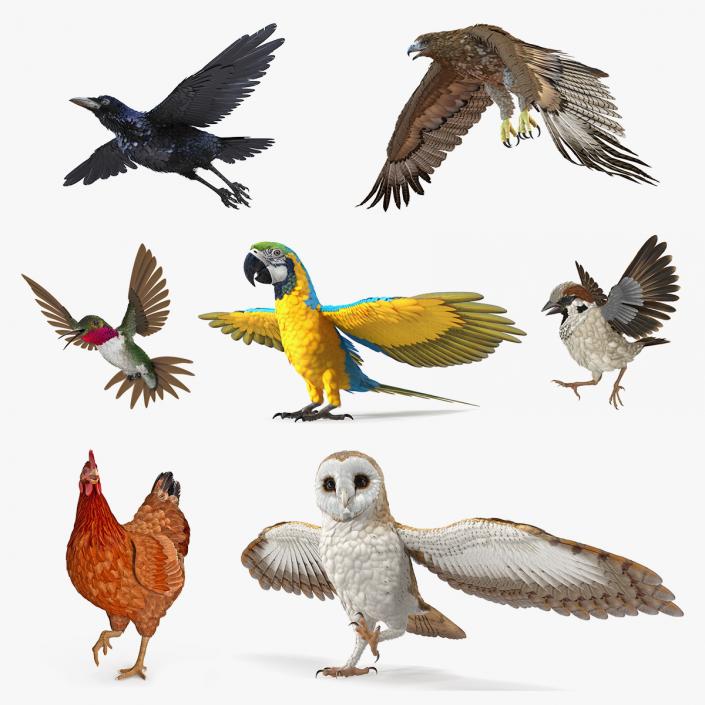 3D model Rigged Birds Collection 3