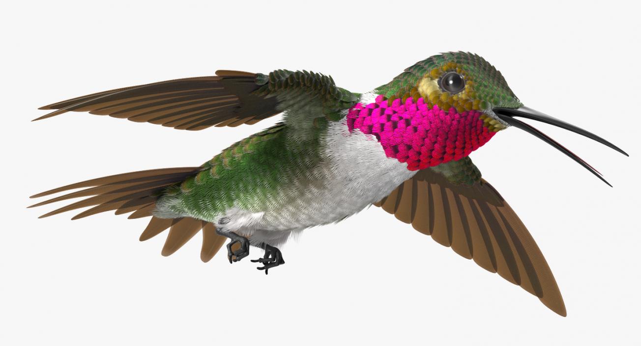 3D model Rigged Birds Collection 3