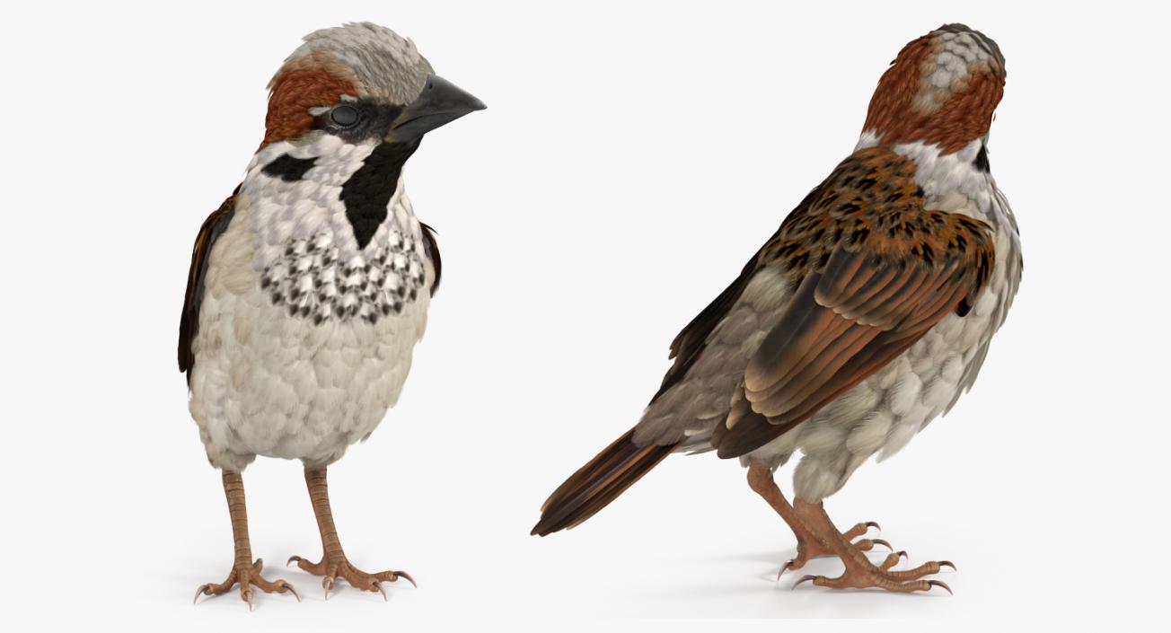 3D model Rigged Birds Collection 3