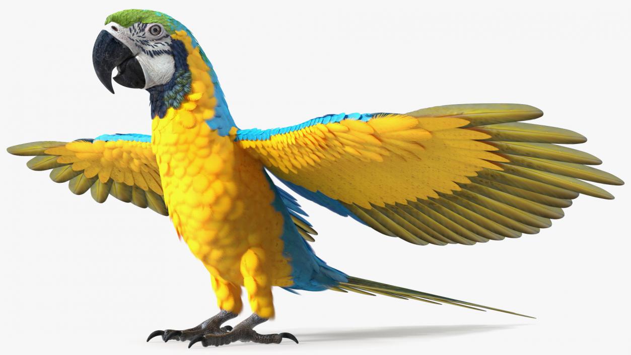 3D model Rigged Birds Collection 3