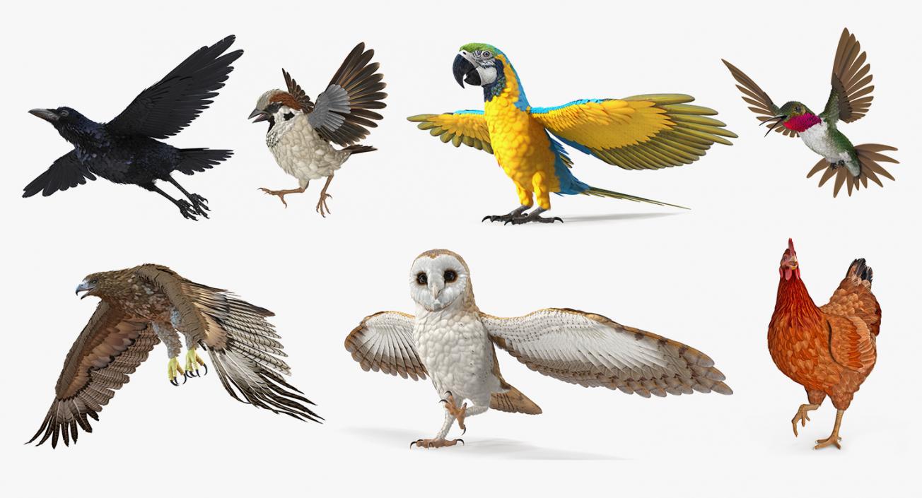 3D model Rigged Birds Collection 3