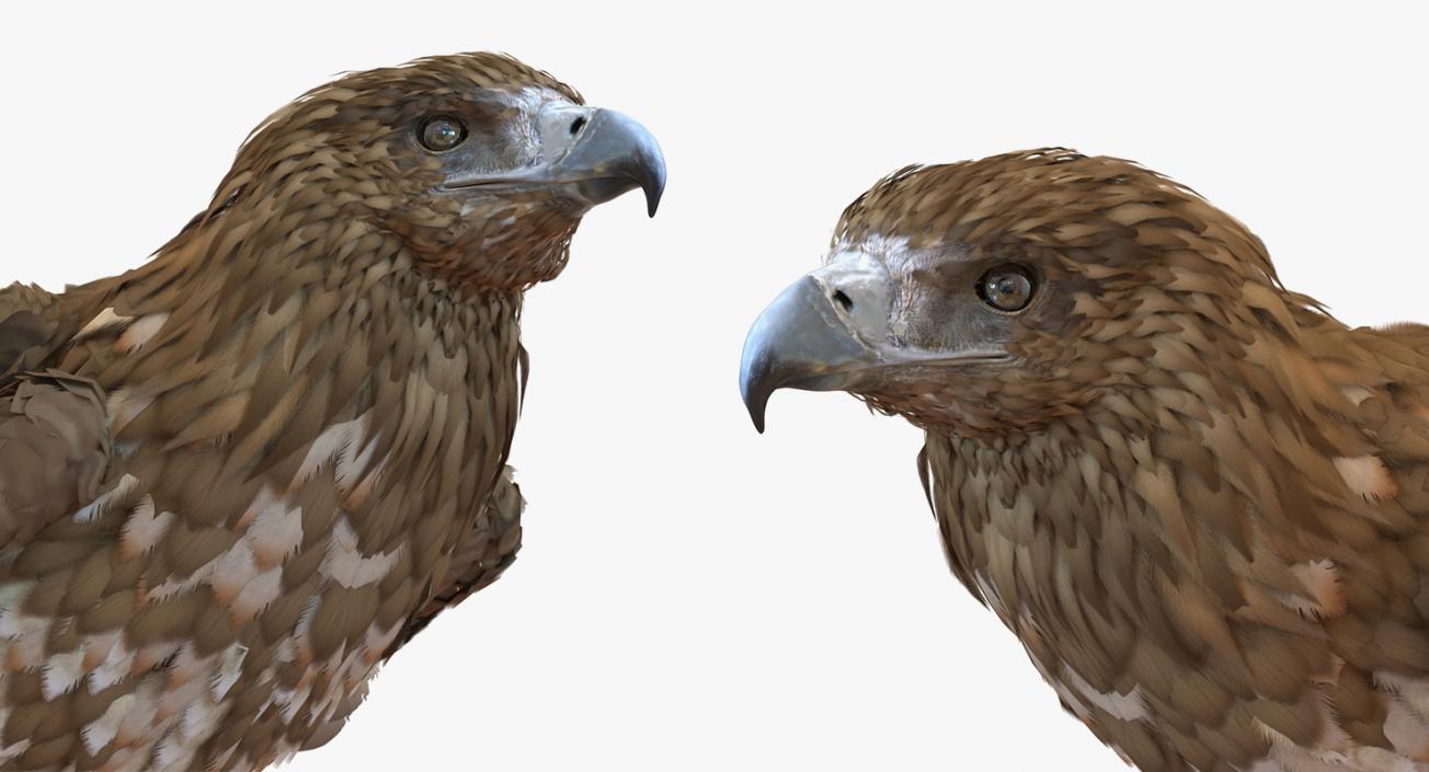 3D model Rigged Birds Collection 3