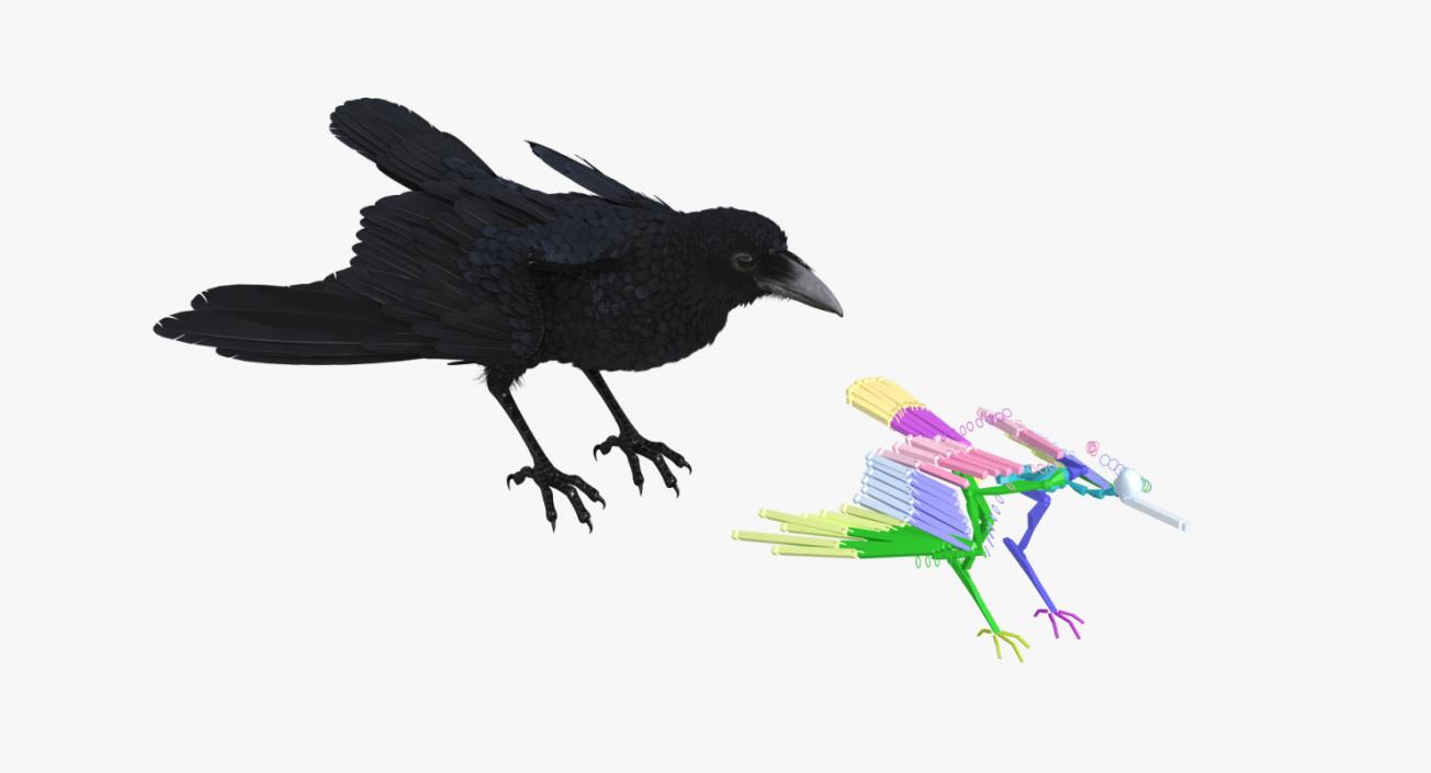 3D model Rigged Birds Collection 3