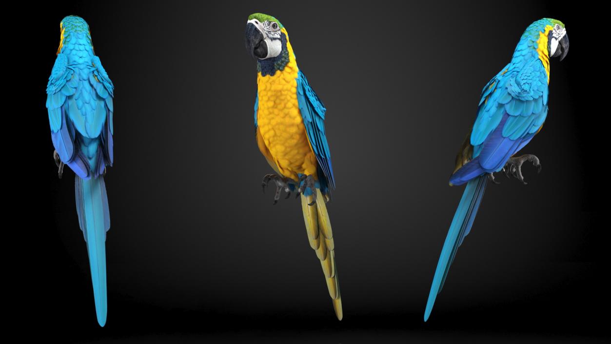 3D model Rigged Birds Collection 3