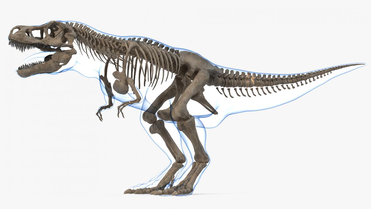 3D model Tyrannosaurus Rex Skeleton Fossil with Skin Rigged