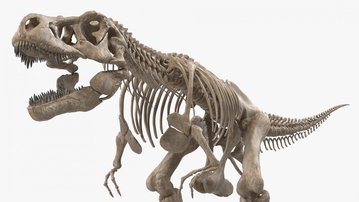 3D model Tyrannosaurus Rex Skeleton Fossil with Skin Rigged