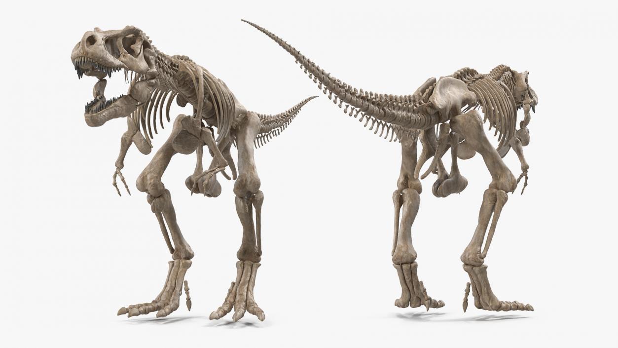 3D model Tyrannosaurus Rex Skeleton Fossil with Skin Rigged