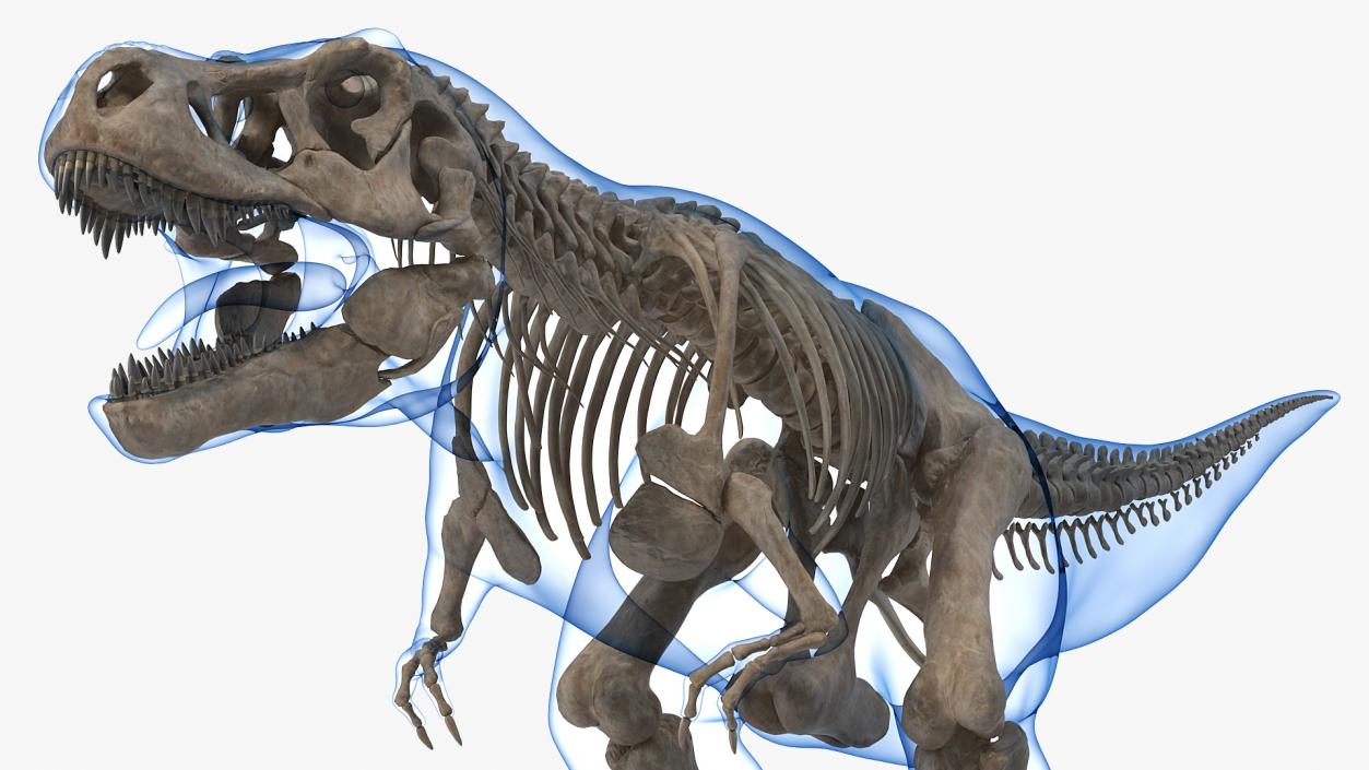 3D model Tyrannosaurus Rex Skeleton Fossil with Skin Rigged