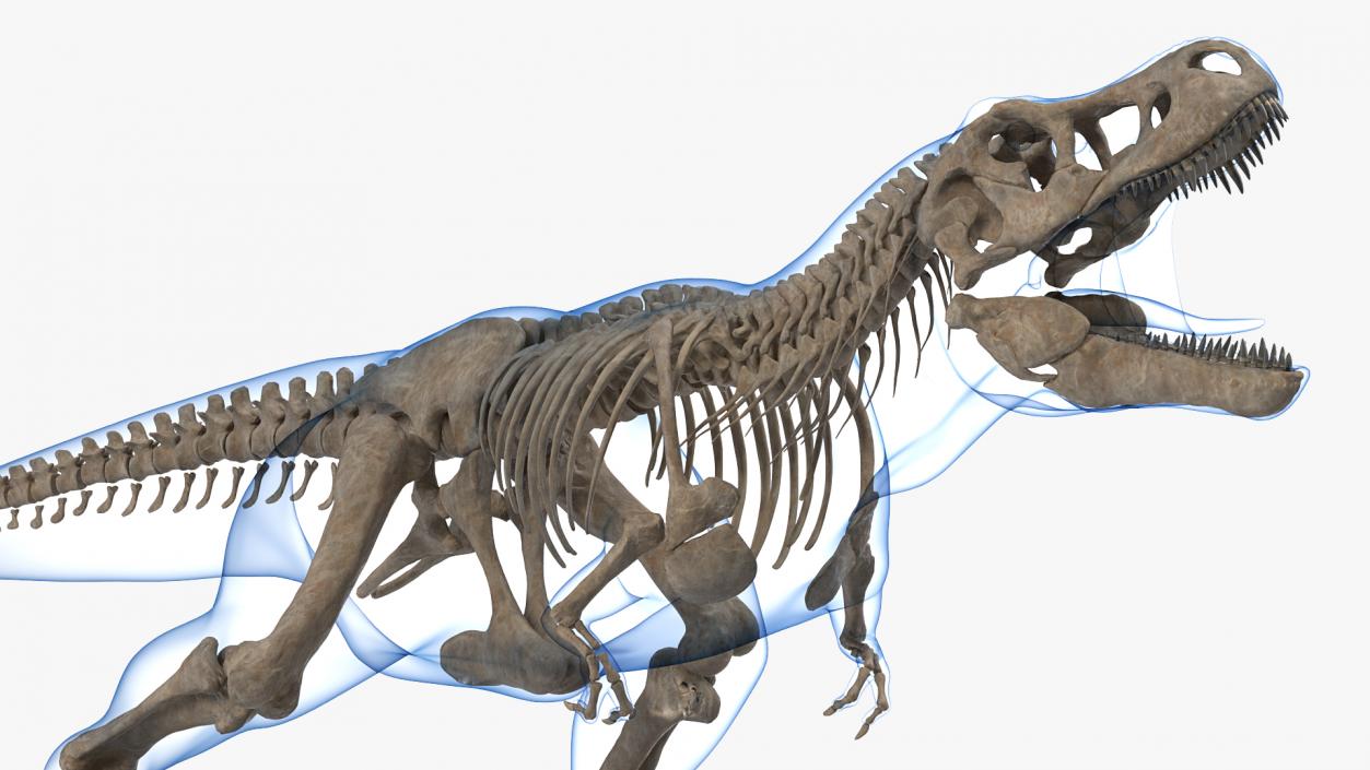 3D model Tyrannosaurus Rex Skeleton Fossil with Skin Rigged