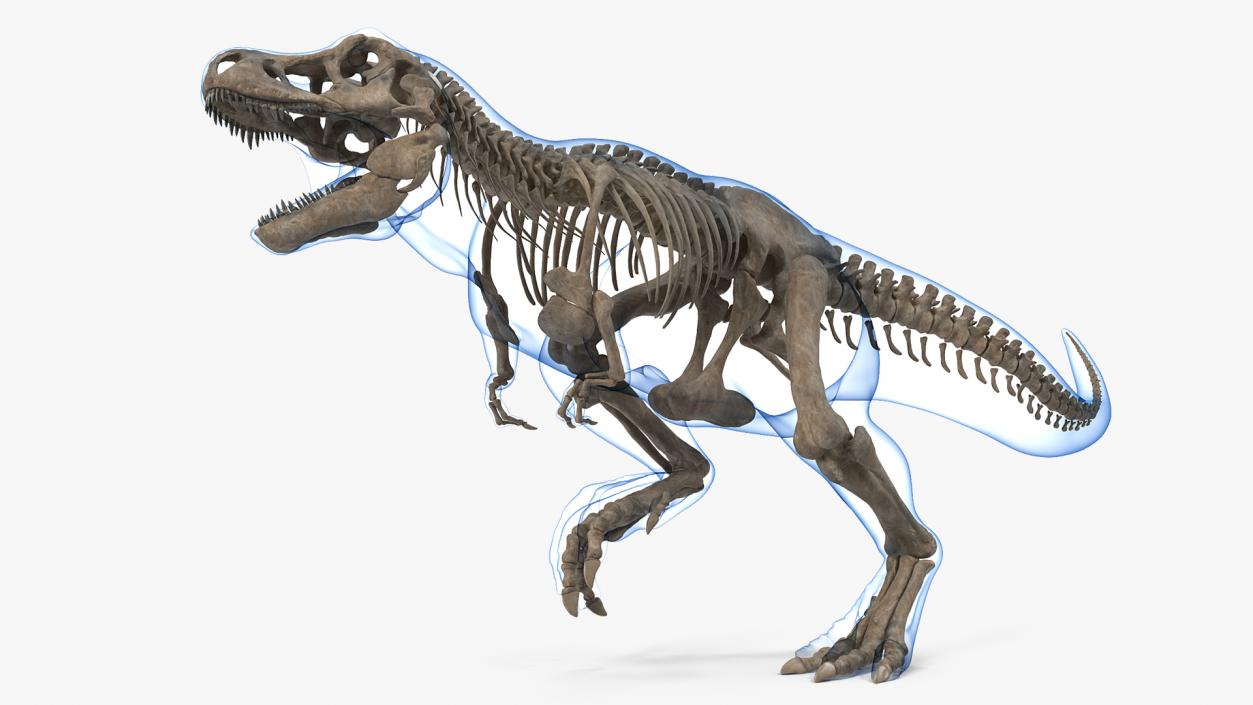 3D model Tyrannosaurus Rex Skeleton Fossil with Skin Rigged