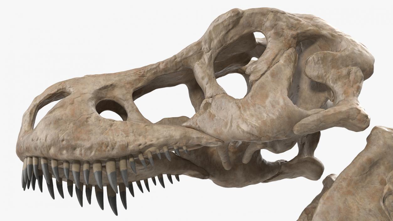 3D model Tyrannosaurus Rex Skeleton Fossil with Skin Rigged