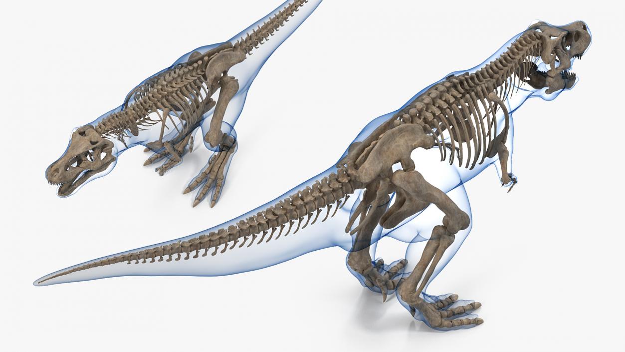 3D model Tyrannosaurus Rex Skeleton Fossil with Skin Rigged