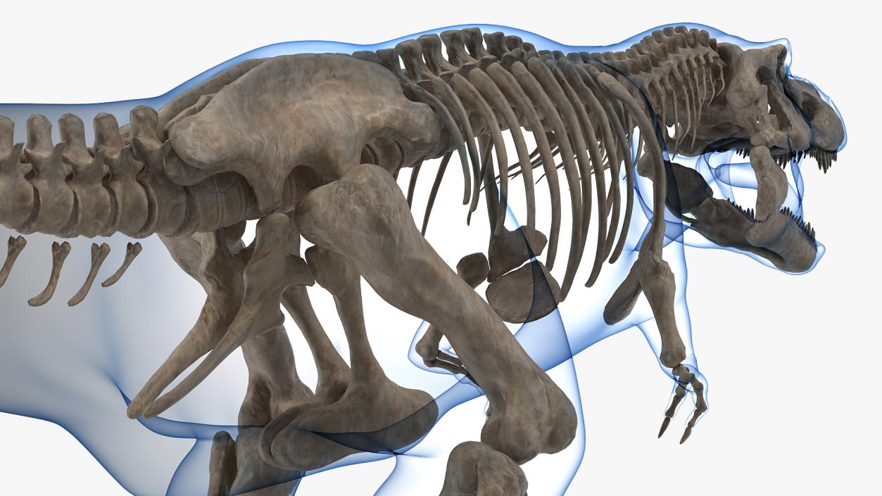 3D model Tyrannosaurus Rex Skeleton Fossil with Skin Rigged