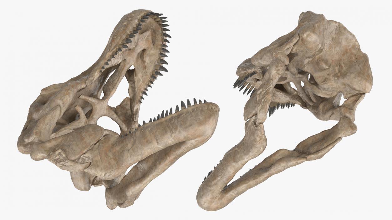 3D model Tyrannosaurus Rex Skeleton Fossil with Skin Rigged