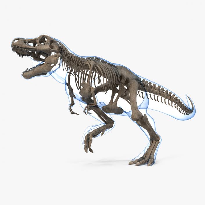 3D model Tyrannosaurus Rex Skeleton Fossil with Skin Rigged