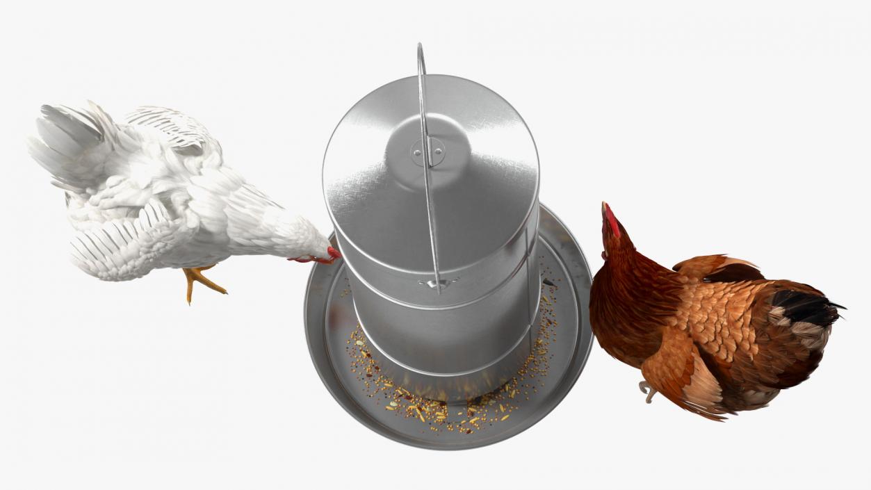 3D Poultry Feeder with Chickens model