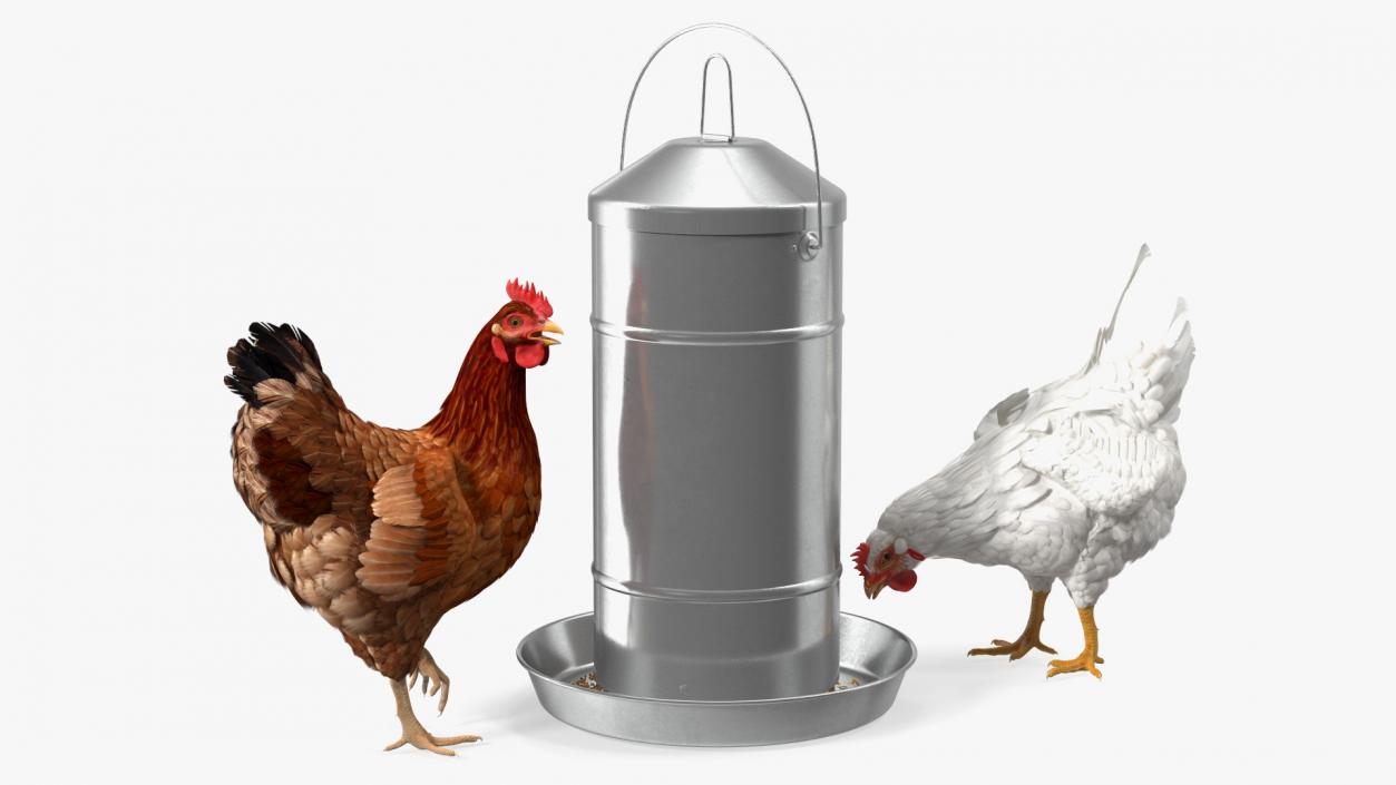 3D Poultry Feeder with Chickens model