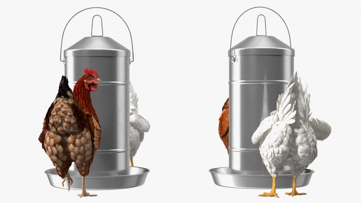 3D Poultry Feeder with Chickens model