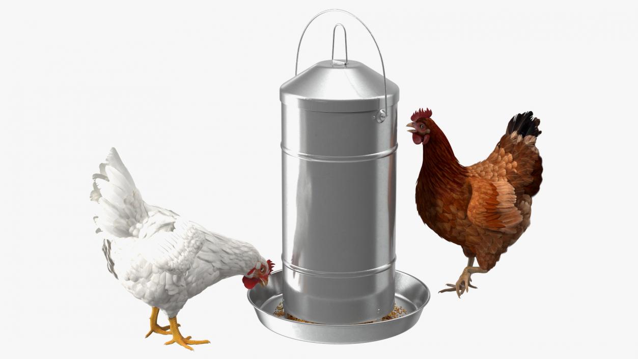 3D Poultry Feeder with Chickens model