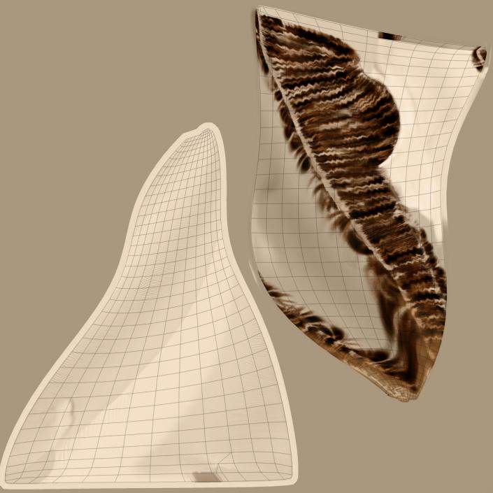 3D Archachatina Marginata Shell model