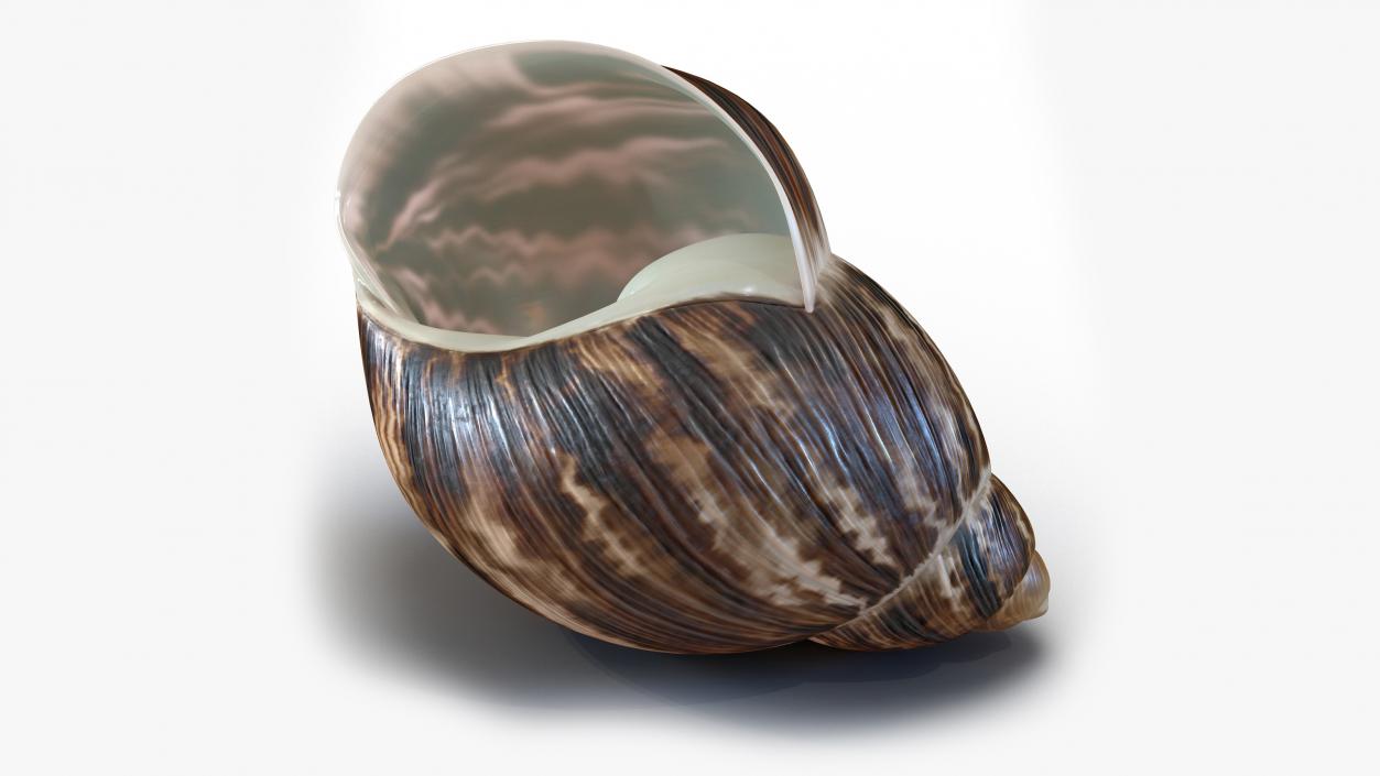 3D Archachatina Marginata Shell model