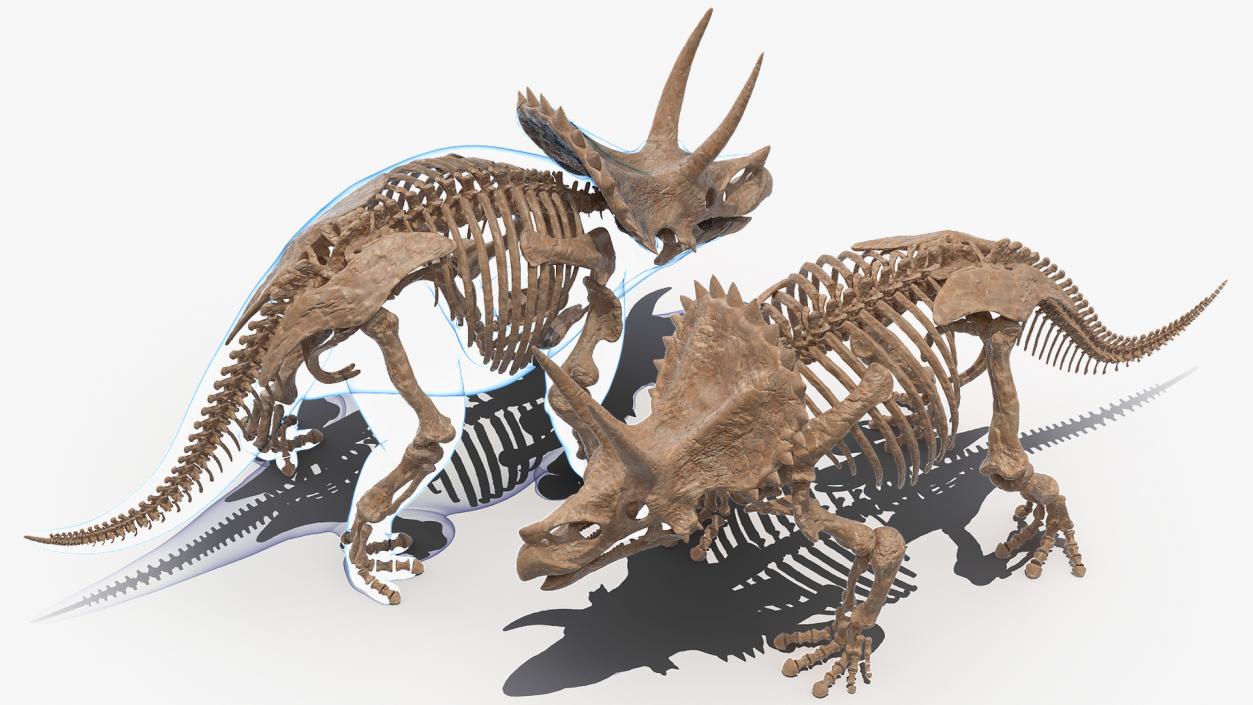 Triceratops Fossil Standing Pose with Transparent Skin 3D model