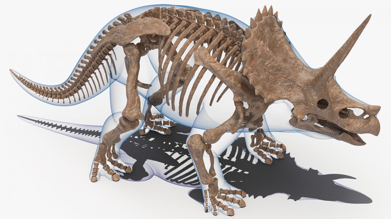 Triceratops Fossil Standing Pose with Transparent Skin 3D model