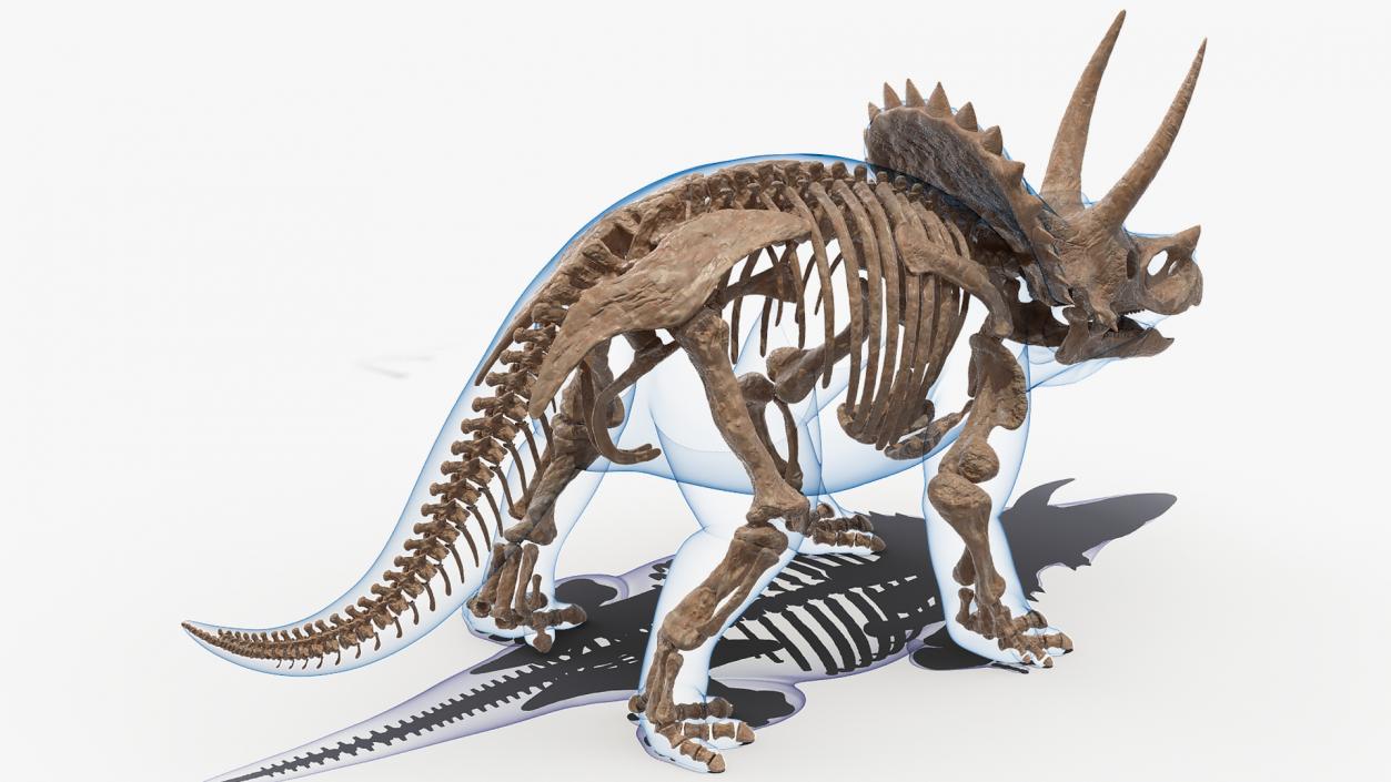 Triceratops Fossil Standing Pose with Transparent Skin 3D model