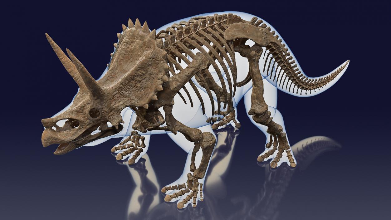 Triceratops Fossil Standing Pose with Transparent Skin 3D model