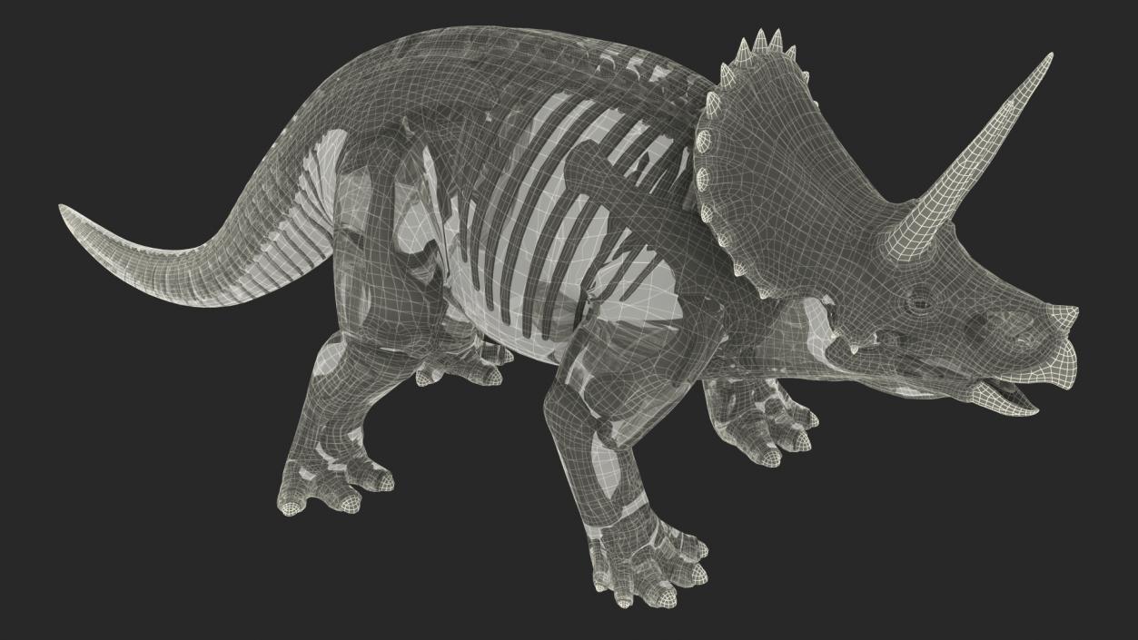 Triceratops Fossil Standing Pose with Transparent Skin 3D model