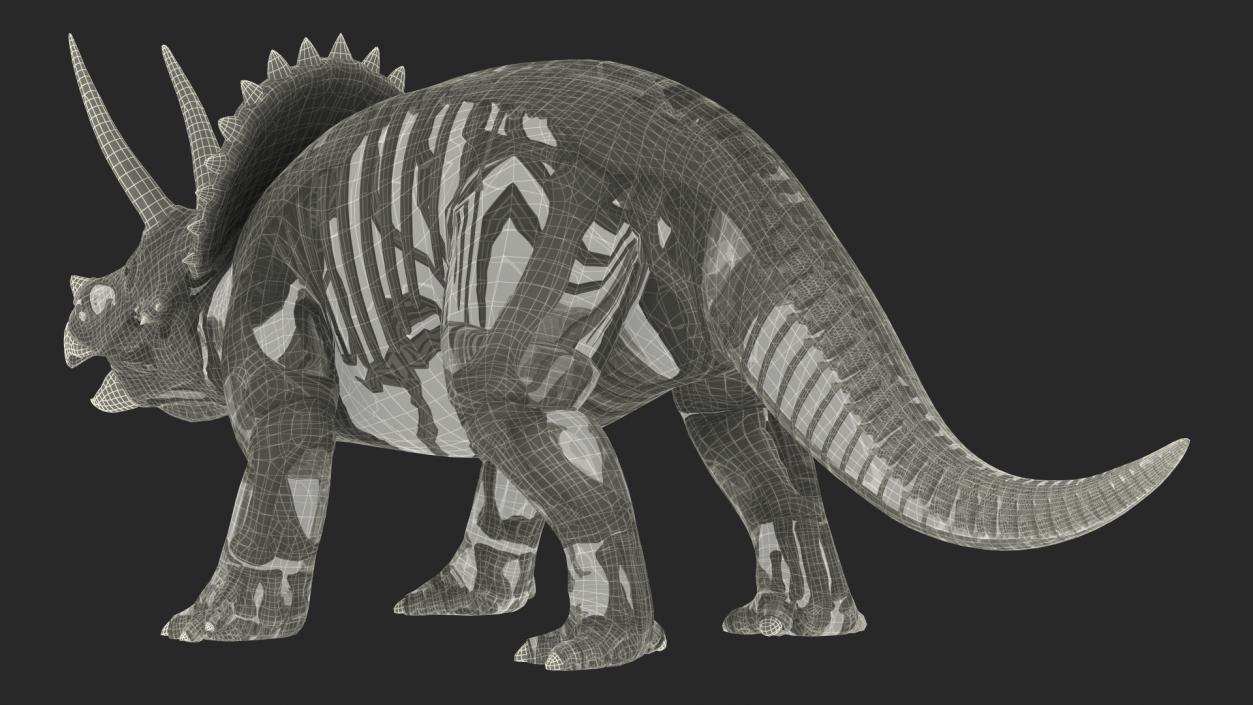 Triceratops Fossil Standing Pose with Transparent Skin 3D model