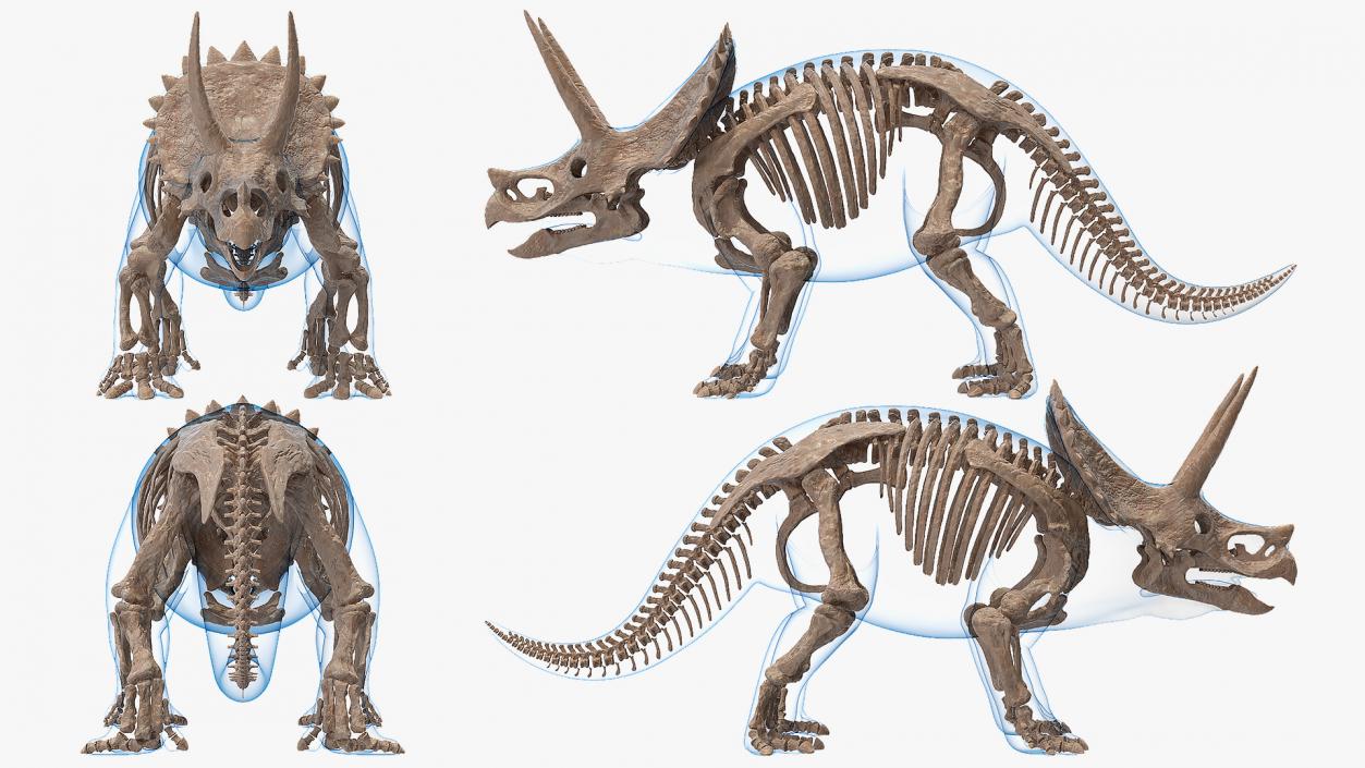 Triceratops Fossil Standing Pose with Transparent Skin 3D model