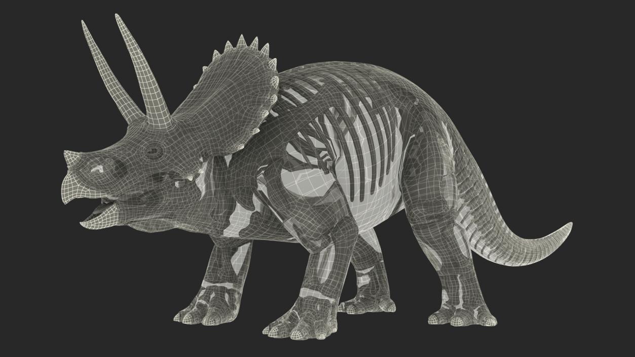 Triceratops Fossil Standing Pose with Transparent Skin 3D model