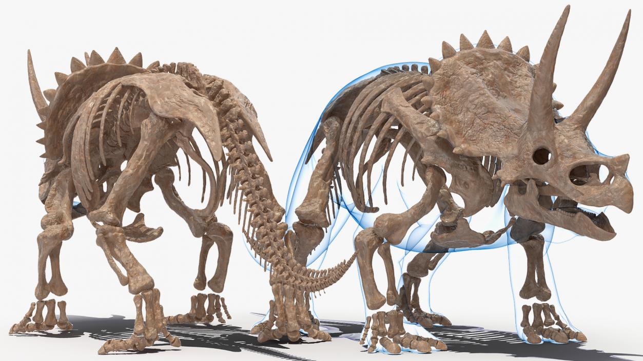 Triceratops Fossil Standing Pose with Transparent Skin 3D model