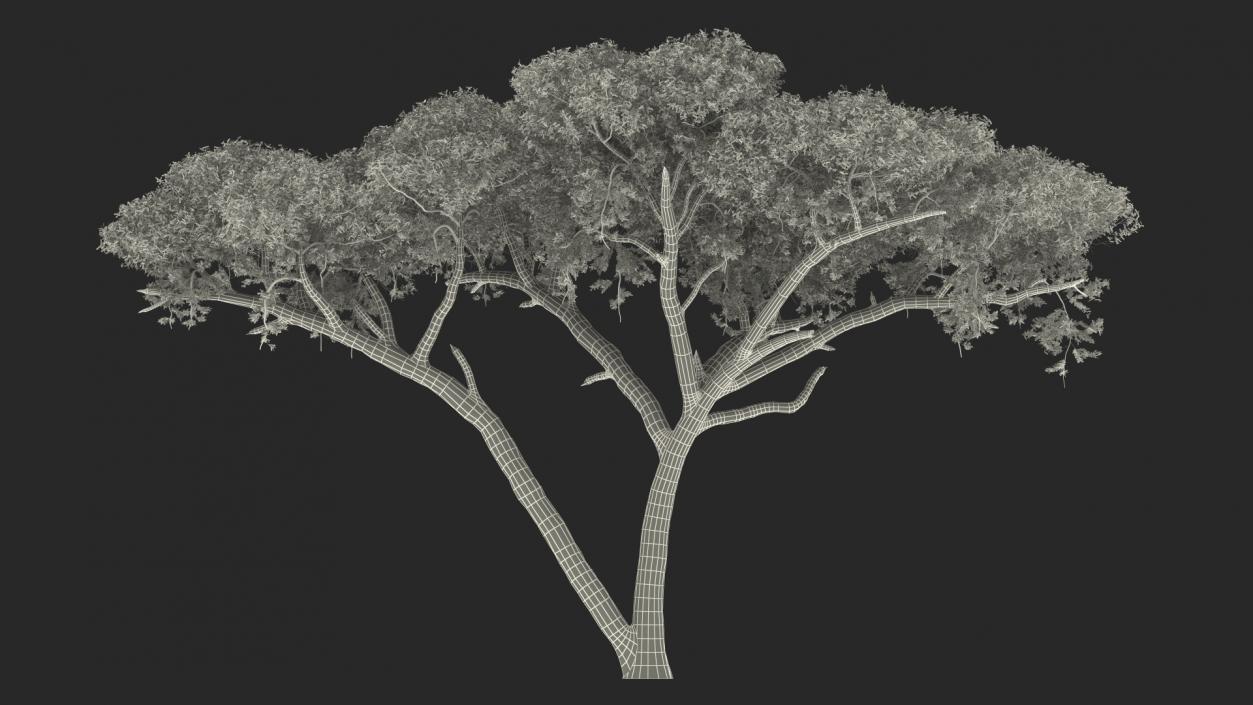 3D African Acacia Tree White Lion Collection