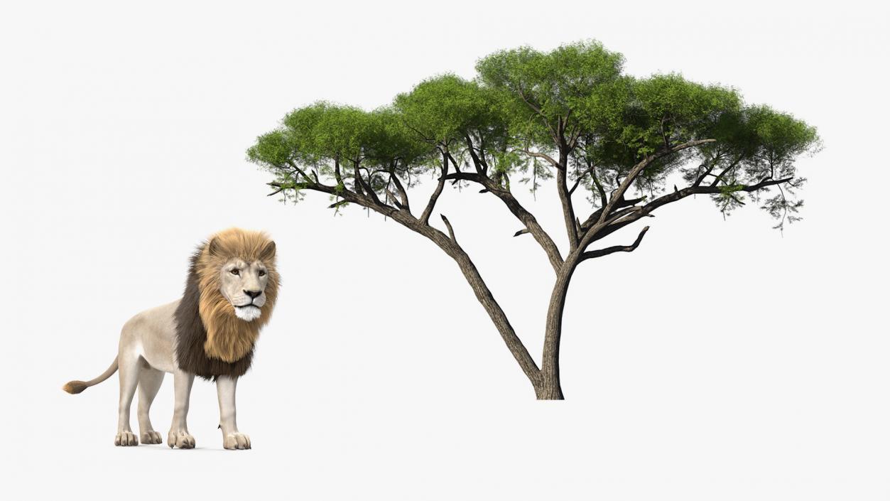 3D African Acacia Tree White Lion Collection