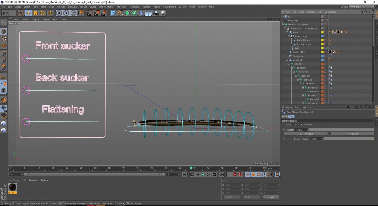 Hirudo Medicinalis Rigged for Cinema 4D 3D model