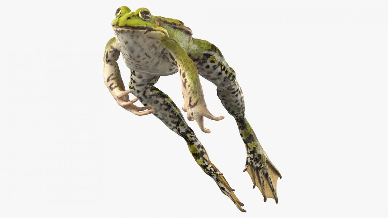 Frog Jumping Pose 3D