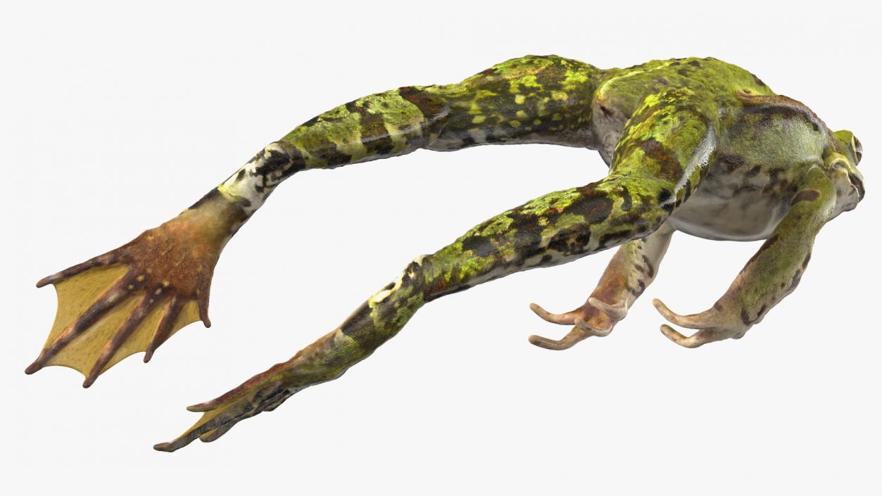 Frog Jumping Pose 3D