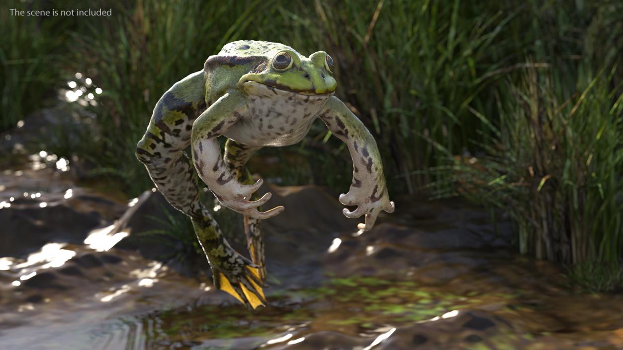 Frog Jumping Pose 3D