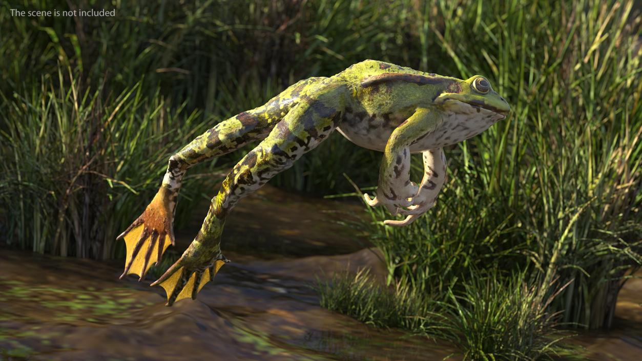 Frog Jumping Pose 3D